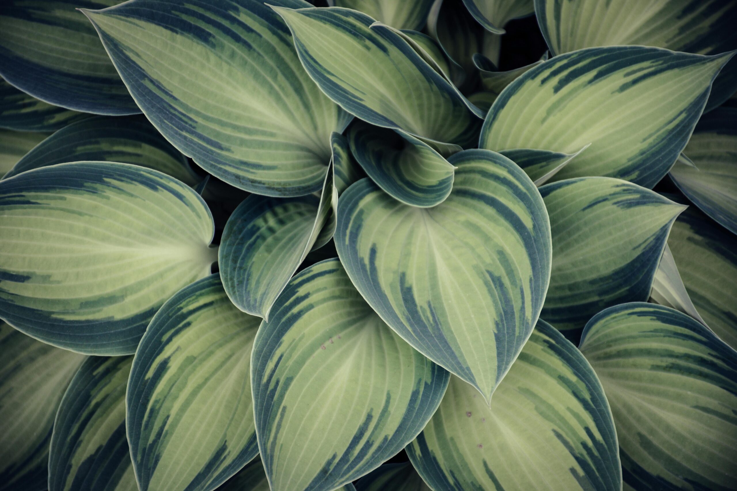 The Ultimate Guide to Money Plants: Nature’s Green Fortune